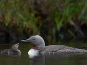 Three months, 11,000 Images - The Red-throated Loon 