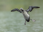 Three months, 11,000 Images - The Red-throated Loon 
