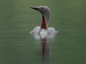 Three months, 11,000 Images - The Red-throated Loon 