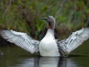 Three months, 11,000 Images - The Red-throated Loon 