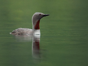 Three months, 11,000 Images - The Red-throated Loon 