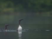 Three months, 11,000 Images - The Red-throated Loon 