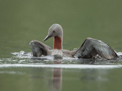Three months, 11,000 Images - The Red-throated Loon 