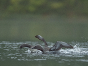 Three months, 11,000 Images - The Red-throated Loon 