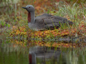 Three months, 11,000 Images - The Red-throated Loon 