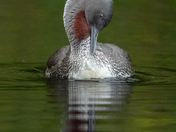 Three months, 11,000 Images - The Red-throated Loon 