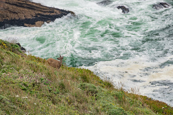 Point Reyes National Seashore