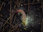 Lake Wales Ridge National Wildlife Refuge