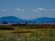 Sacramento National Wildlife Refuge