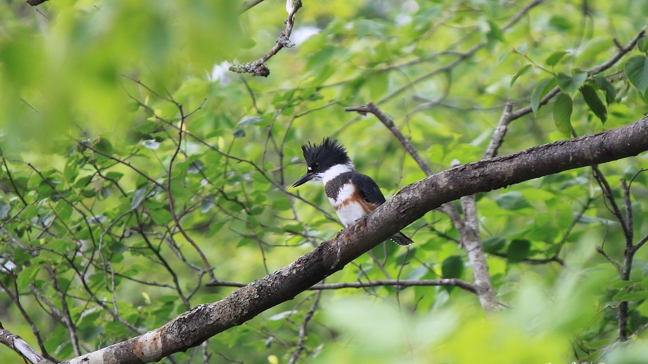 Perched Belted Kingfisher