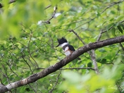 Perched Belted Kingfisher