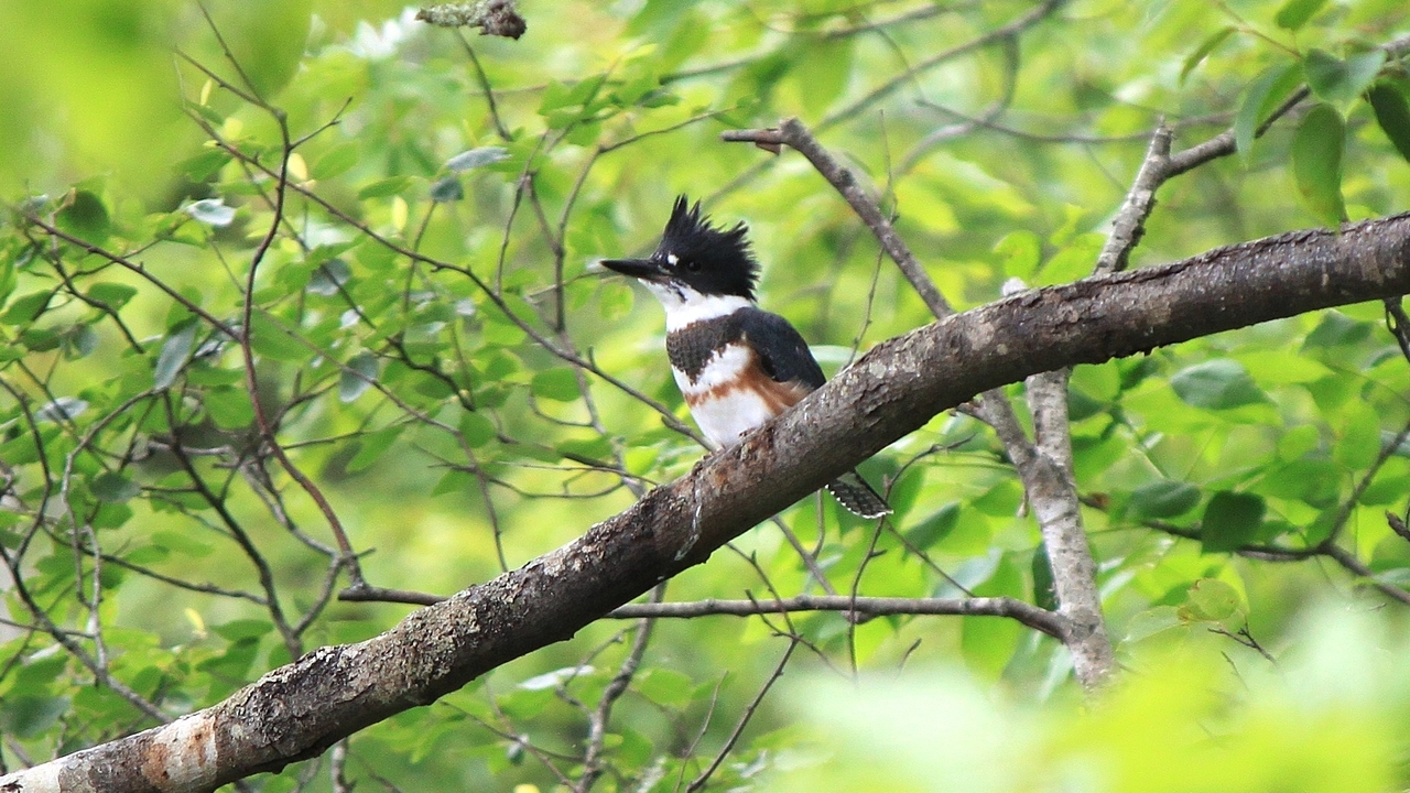 Perched Belted Kingfisher