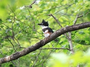 Perched Belted Kingfisher
