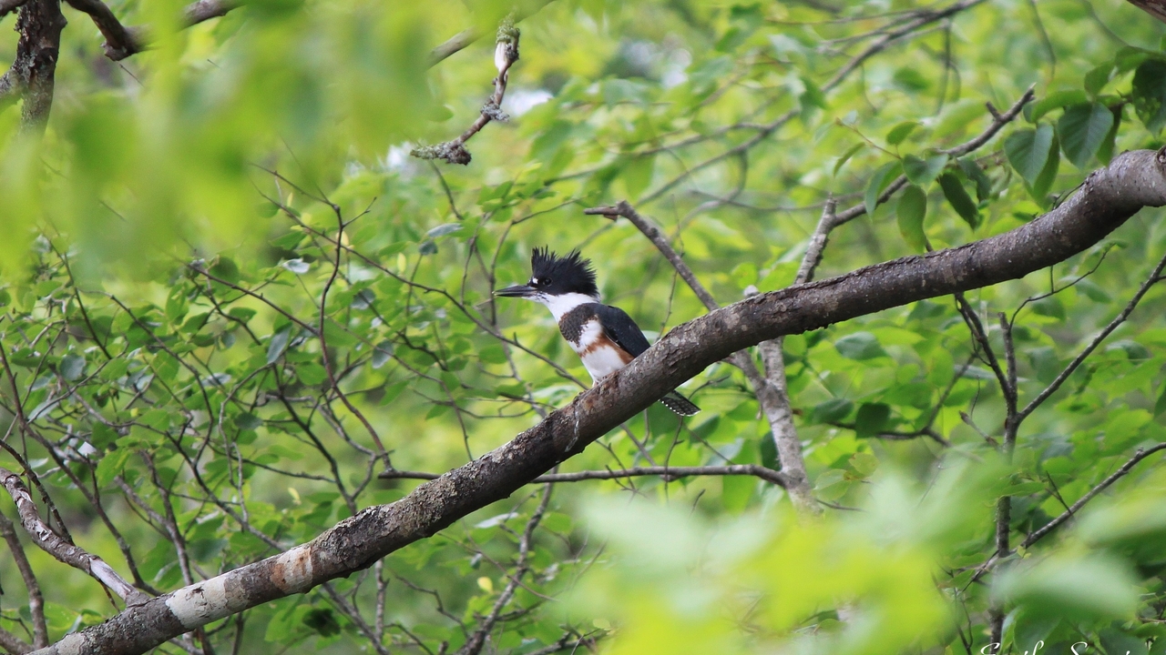 Perched Belted Kingfisher