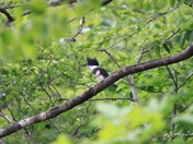 Perched Belted Kingfisher