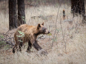 East Fork Black River (Apache Sitgreaves National Forest)