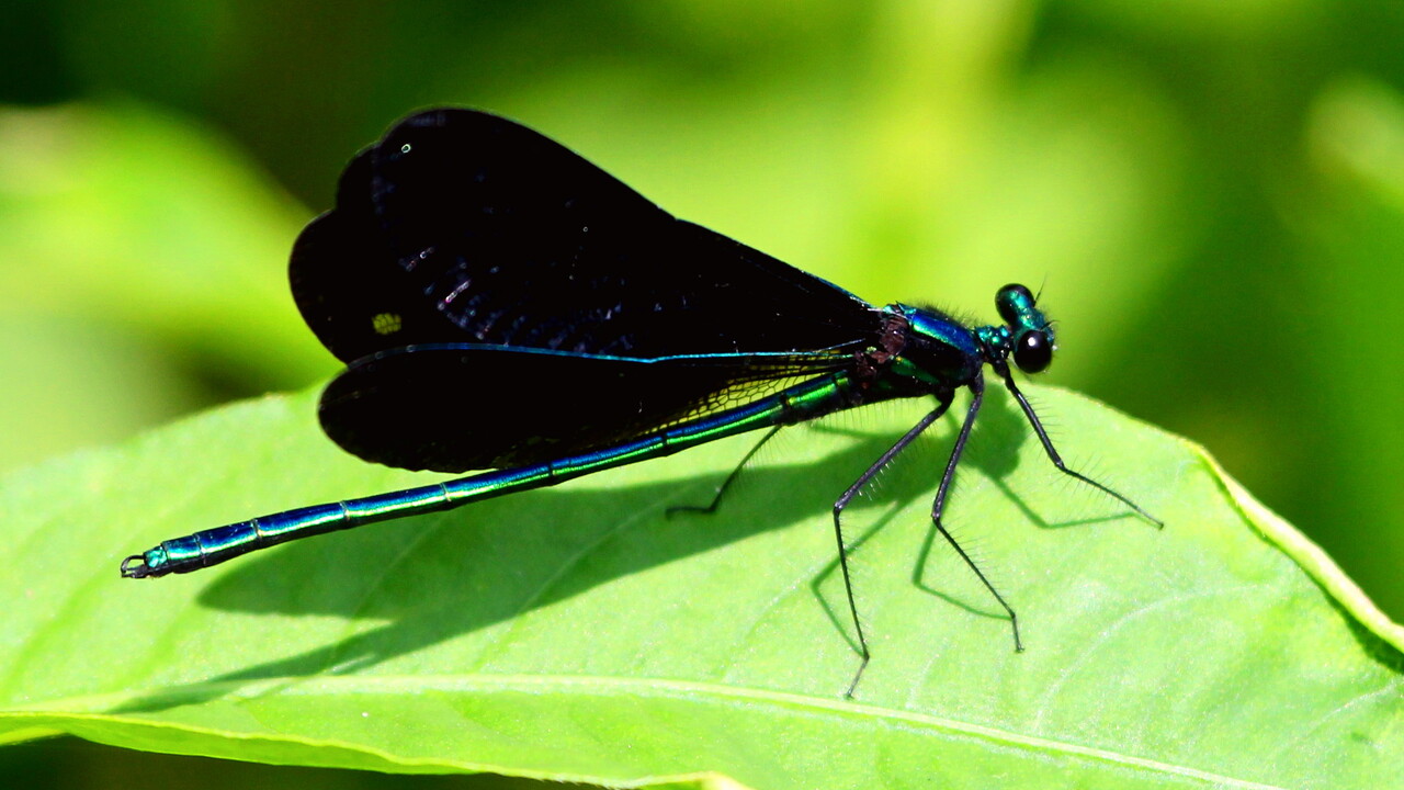 Verdant