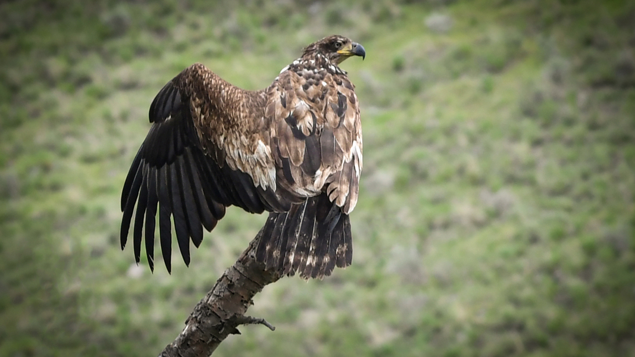 Spread Your Wings