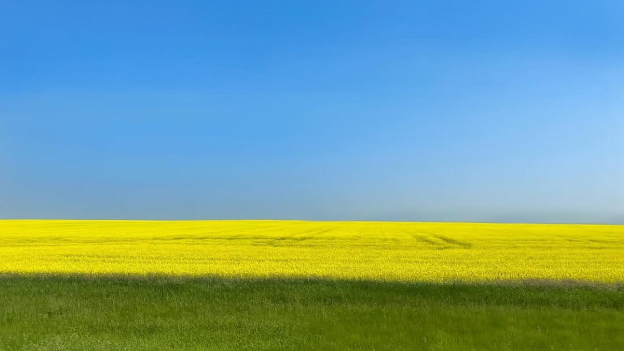Field of Gold