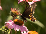 Black swallowtail feasting