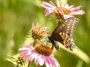 Black swallowtail feasting