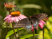 Black swallowtail feasting
