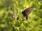 Black swallowtail feasting