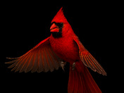 Northern cardinal couples 2025