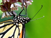 Up close and personal