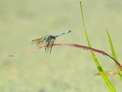 Horicon National Wildlife Refuge