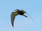 Horicon National Wildlife Refuge