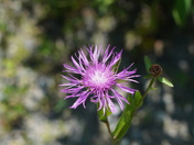 Knapweed