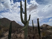 Saguaro National Park