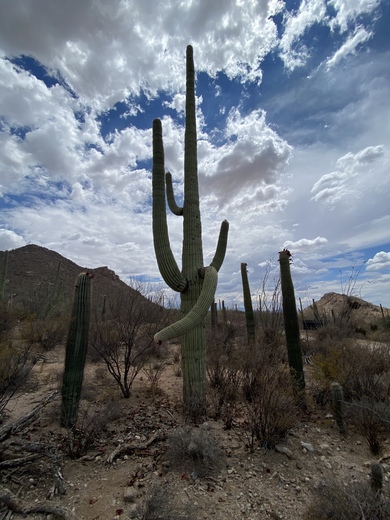 Saguaro National Park