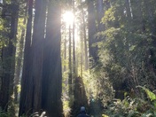 Redwoods National Park