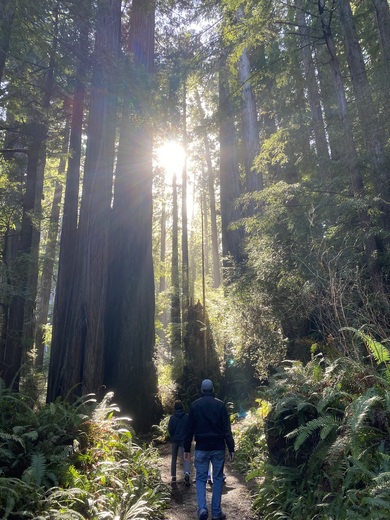 Redwoods National Park
