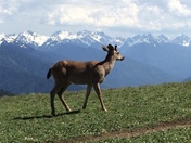 Olympic National Park