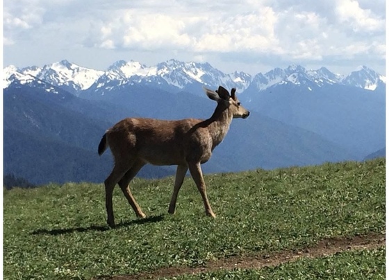 Olympic National Park