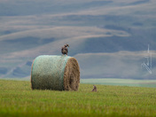 Eagle & Badger Staredown