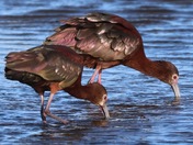 White Faced Ibis