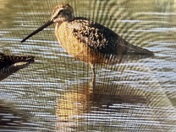 Long billed dowitchers
