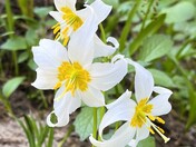 Mount Rainier National Park