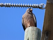 Swainson’s hawk