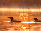 Loons at Sunrise