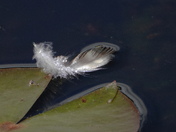 A lost down feather 