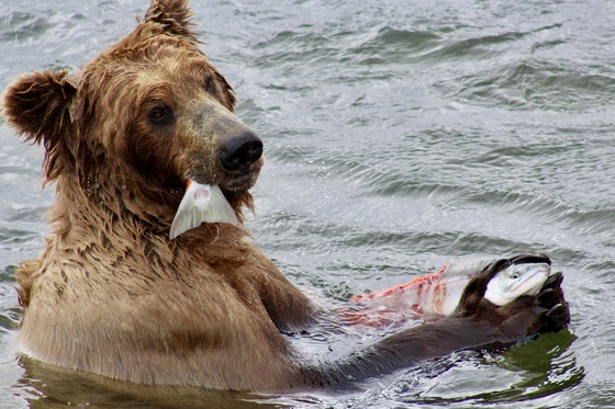Katmai National Park