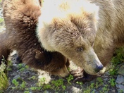 Katmai National Park