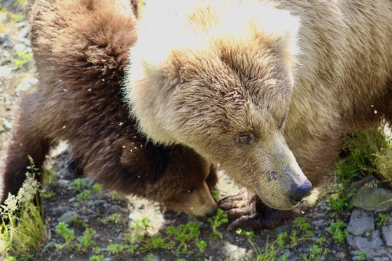Katmai National Park