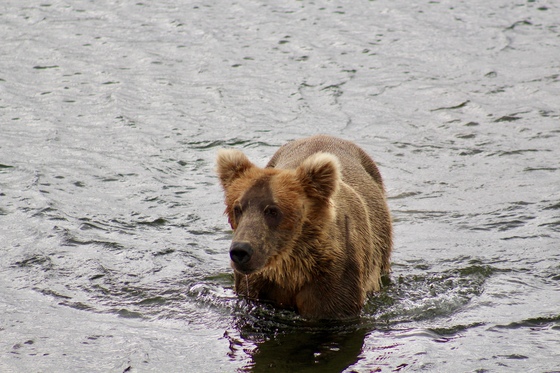 Katmai National Park