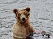 Katmai National Park